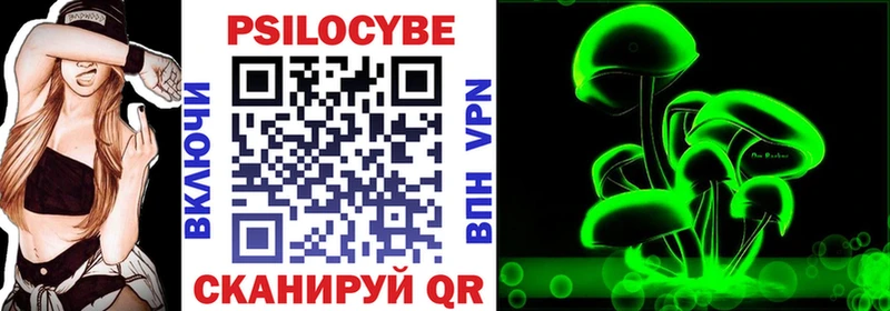 Купить где  Каргат  Псилоцибиновые грибы Psilocybe 